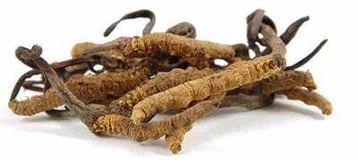 Kordyceps Maczużnik chiński