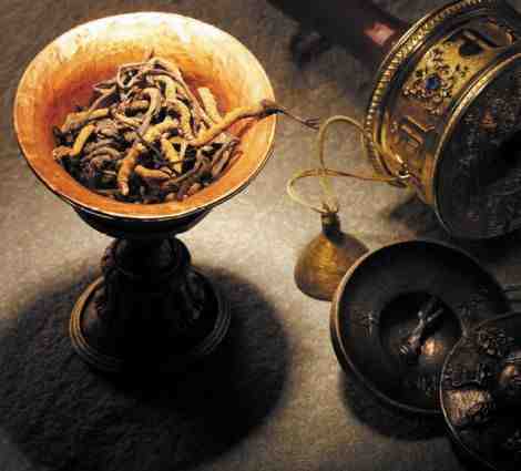 Kordyceps chiński TIENS